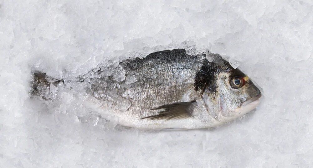 Замороженная или охлажденная рыба: что выбрать для здоровья?