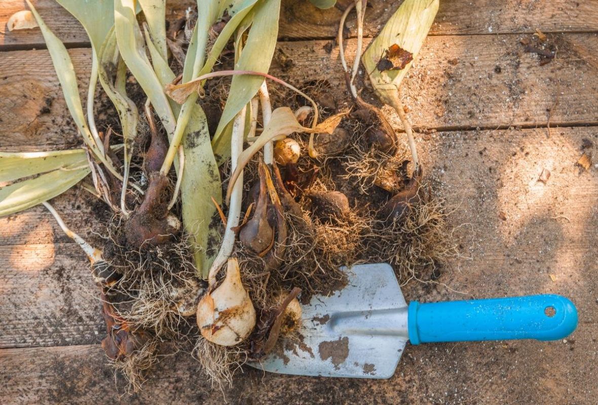 ����� � ��� ��������� ���������� ��������: ������ ��� ���������