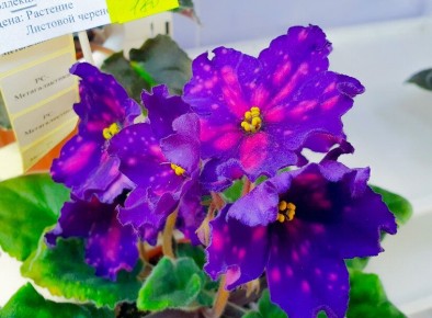 ������: ����������� � �������