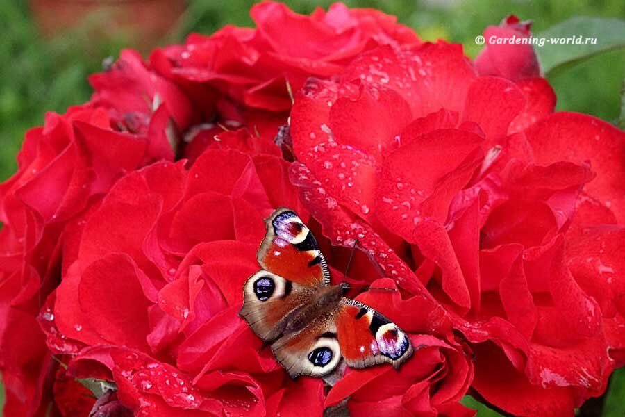 ��� ����� � ��� ������ ���������� ���� � �������� ��������