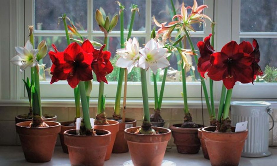 ��� �������� �������� ���������� � ����������: ������ ��� ����������