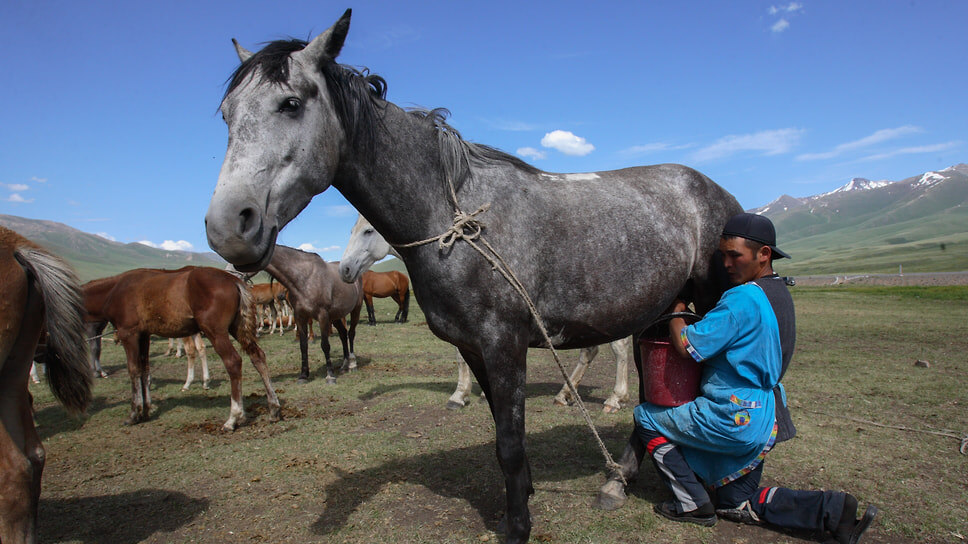 Кумыс и айран: новые герои на молочном рынке России