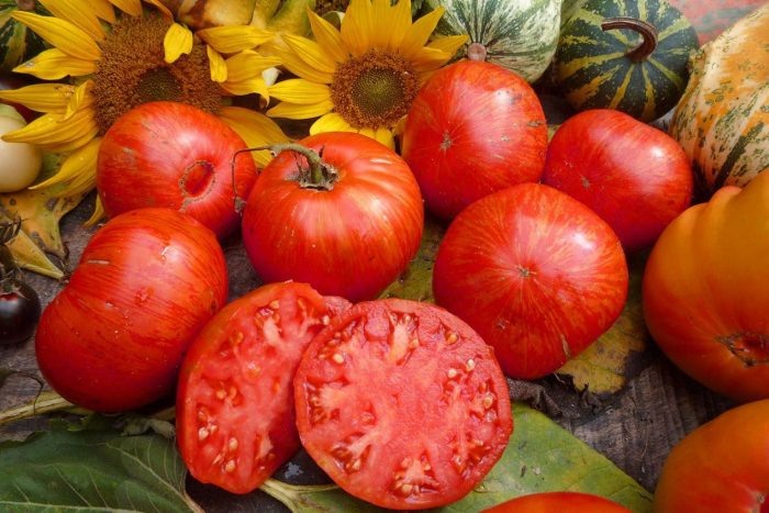 Томат Светлана: спокойный взгляд на универсальный детерминантный гибрид