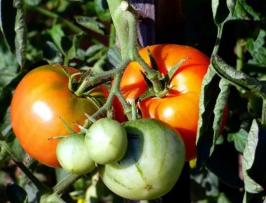 ��� ��������� ������������� ������ � ������ ����: ������� ��������� ������