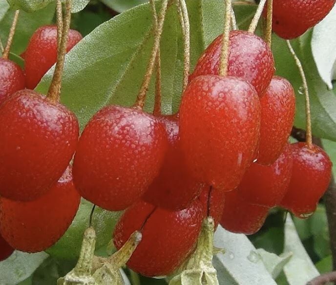 Необычные ягодные идеи для вашего сада: расширьте горизонты вкуса