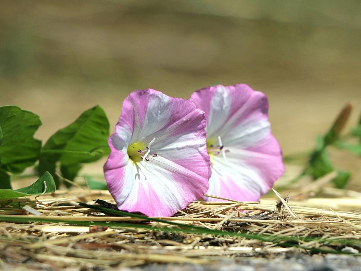 Вьюнок полевой: от очарования до угрозы урожаю