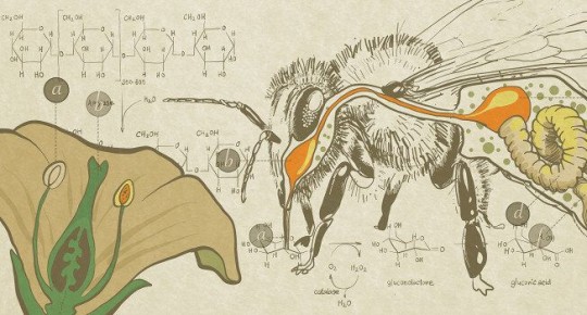 Как образуется мед