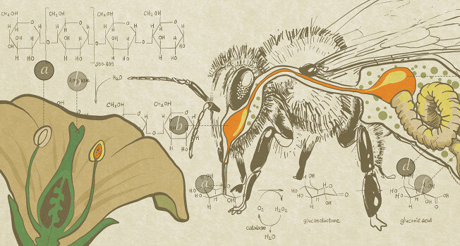 Как образуется мед