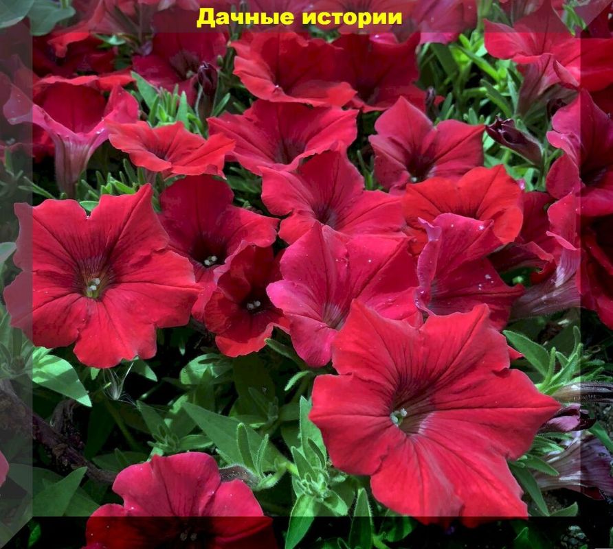 ������� ��������: ����� ����� ���������� ����� ��� ������ ����