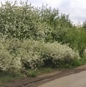 Как вырастить вишню без опылителя: хитрости садоводов
