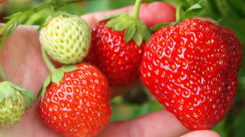 Как добиться богатого урожая клубники: секреты успешного ухода