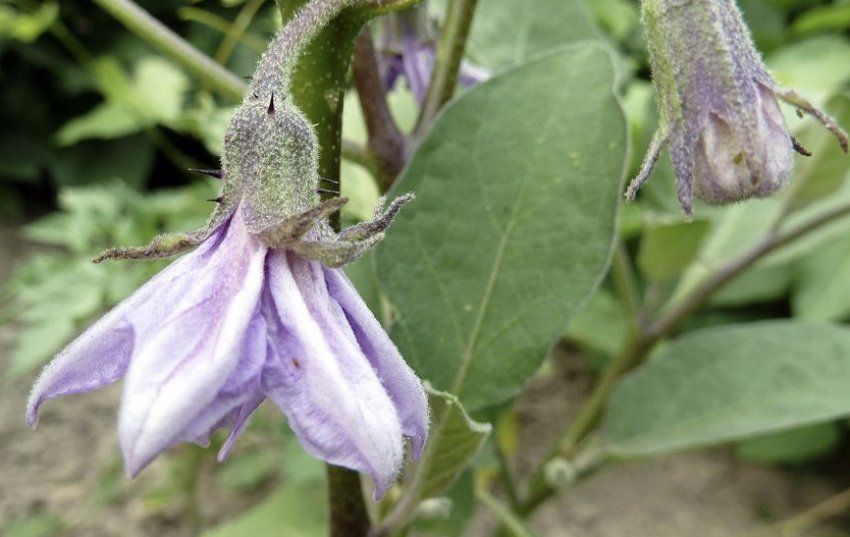 ������ ��������� ������, �� ������ ���: ���� ������� ������