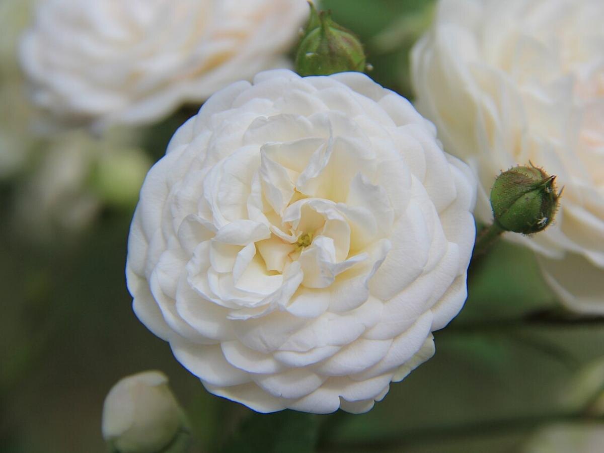 Секреты осенней подкормки пионов: как добиться гигантских бутонов весной