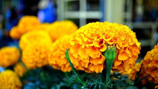 ��������� ��������: ������� ��������� ��������������