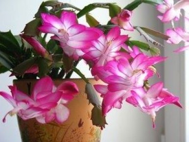 ������ ���������: ����������� � ��� ����� � �����������