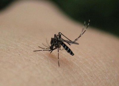 Растения-репелленты: как защититься от комаров с помощью зелени