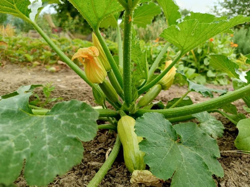 ��� �������� ��������� ������� ������� ��� ����: ������� �������