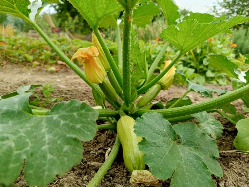 Как получить идеальные жареные кабачки без муки: простые секреты