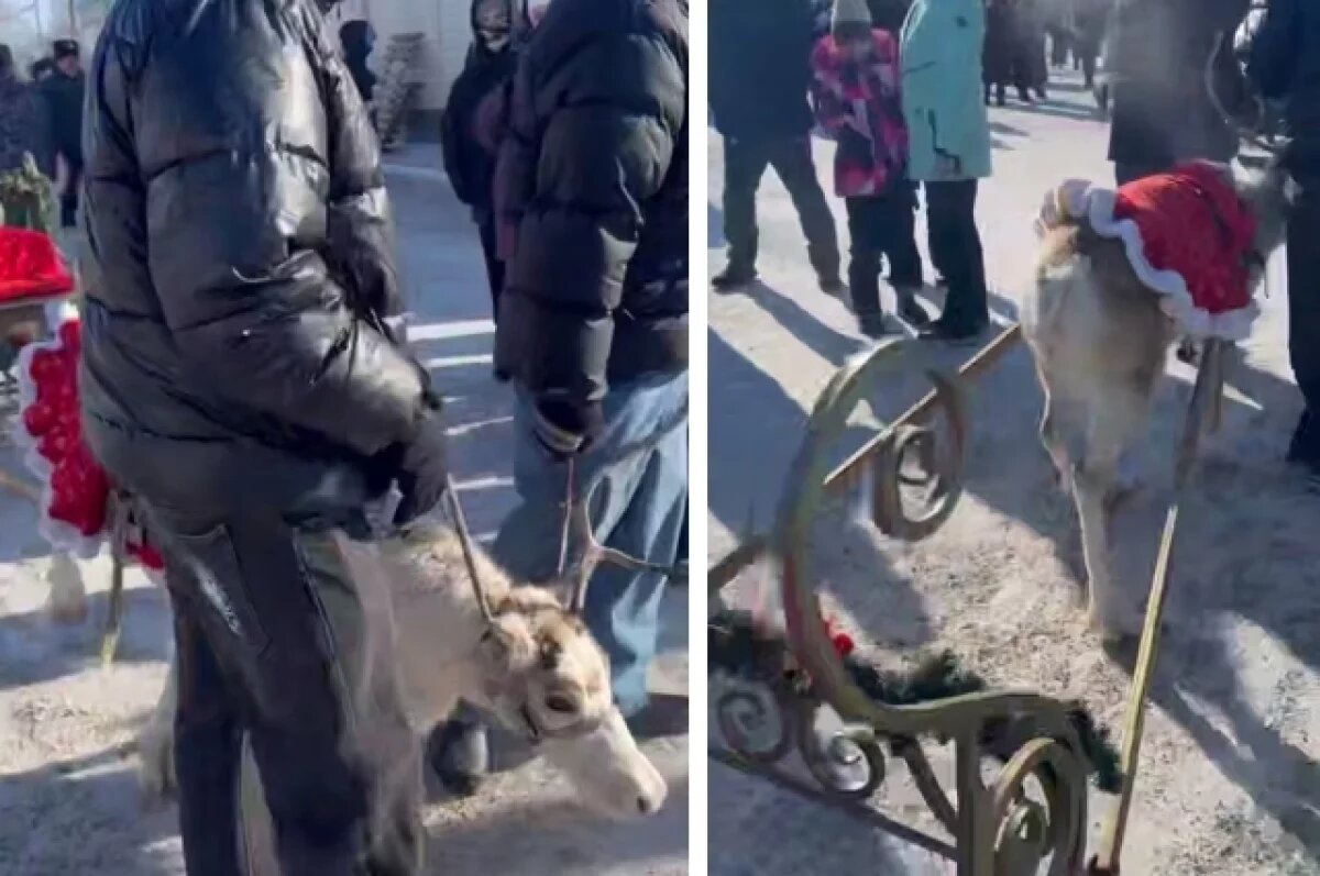 Масленица в Сухобузимском: инцидент с оленем вызвал общественный резонанс