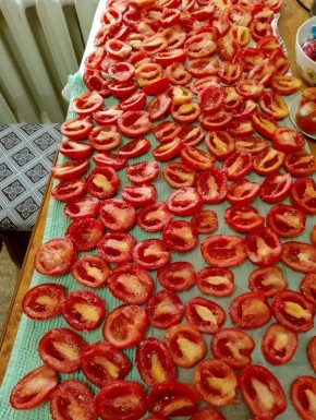 Вяленные томаты: простой способ заготовки на зиму