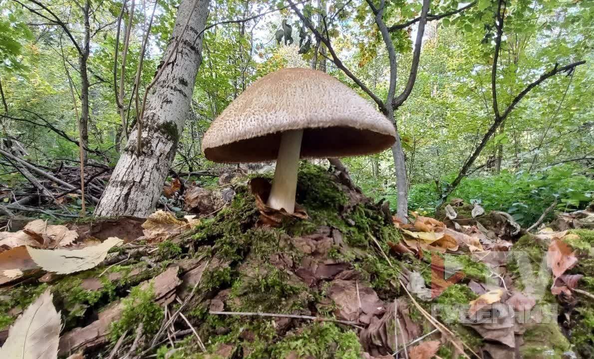 ����������� ���� ������� �������� ������� ����� �� ������� �����