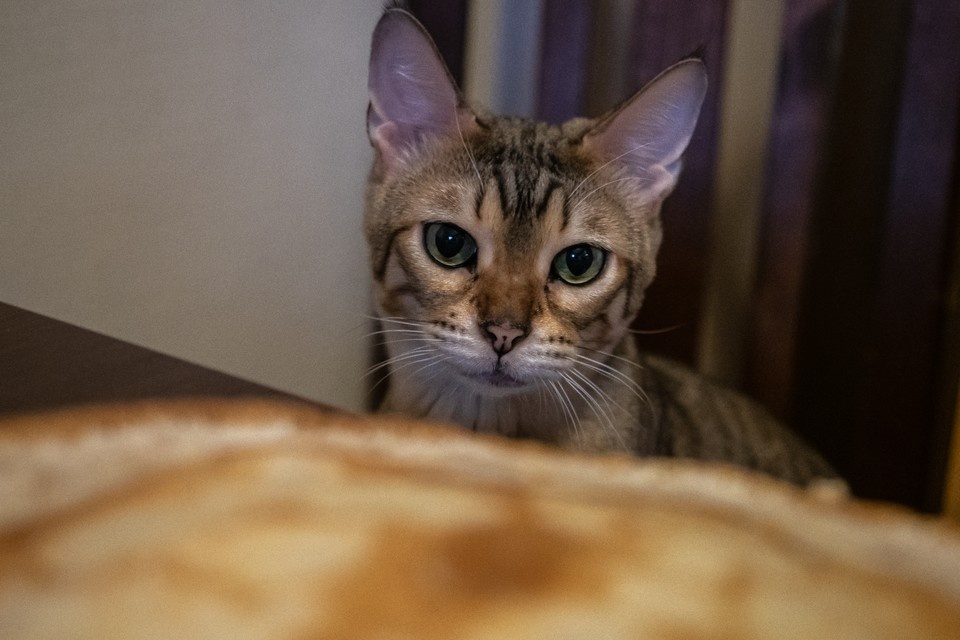 Почему блины не для питомцев: мнение ветеринара