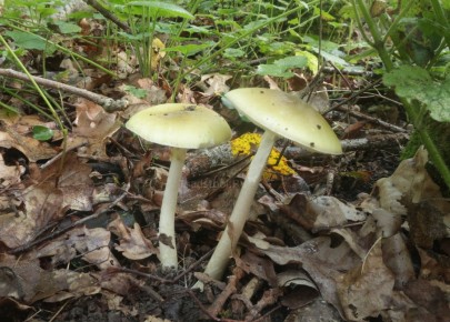 ������� �������: ������� � ����� �������� �����