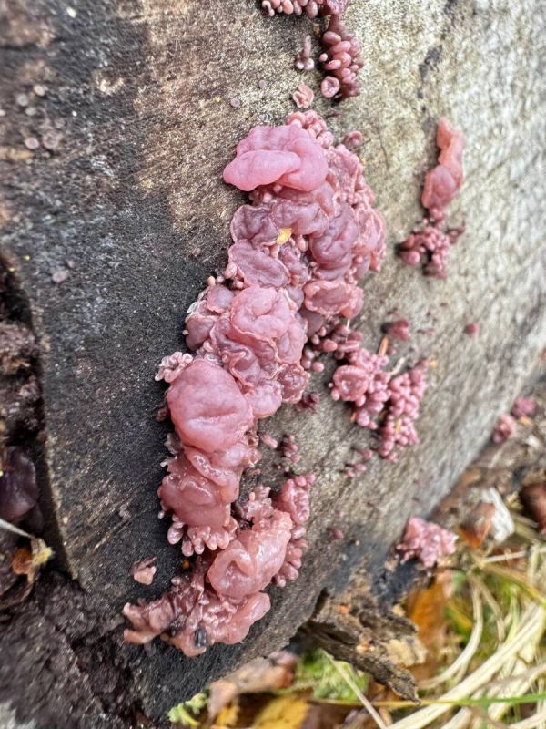 В «Лосином острове» обнаружили уникальный гриб с необычными свойствами