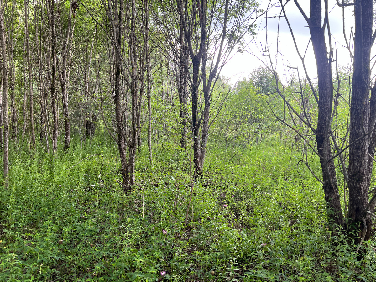 К поискам грибов готовимся: природа зовет