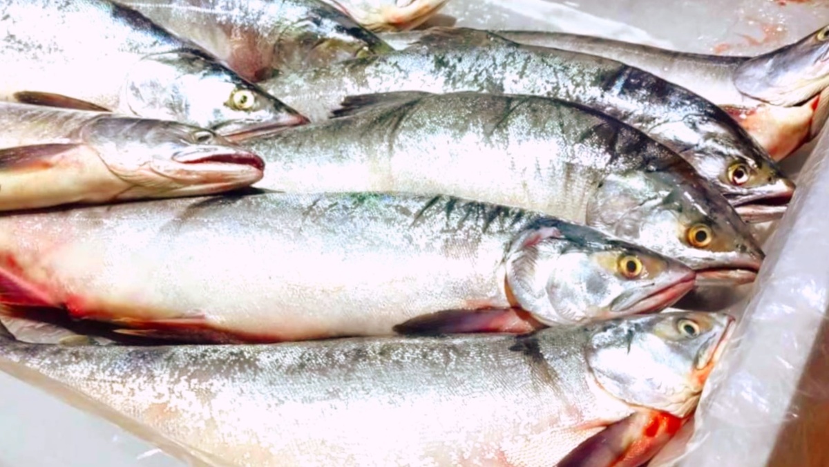 Как выбрать горбушу: хитрости, которые помогут избежать обмана