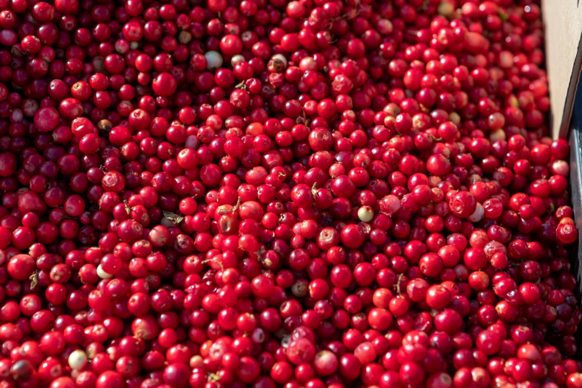 ���������� �������� ��������: ��� ������� � ��������� �������� �����