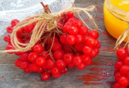 Калина на меду: простой способ заготовки без варки