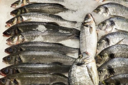 Куда уходит российская рыба: неожиданные покупатели и рост экспорта