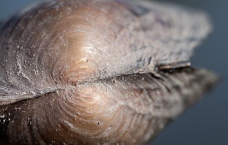 ������ ��������� ������� ��������� �� �������� ������������ ���������