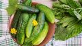 Пикантные закусочные огурцы: быстро и вкусно