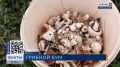 В пригороде Анапы нашлась необычная полянка с луговыми шампиньонами