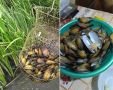 Вкус из далеких времен: безопасно ли есть пресноводные мидии?
