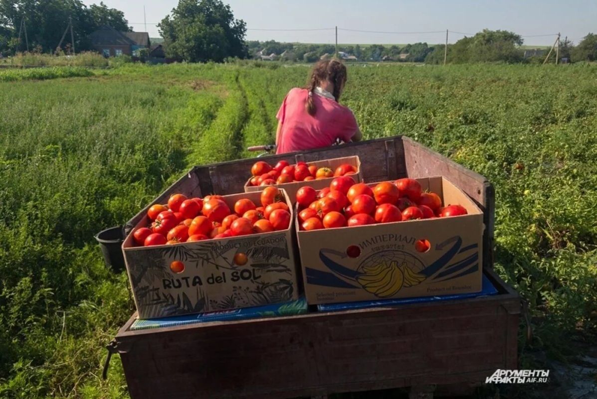 Как сохранить и дозарить томаты: практические советы агрономов